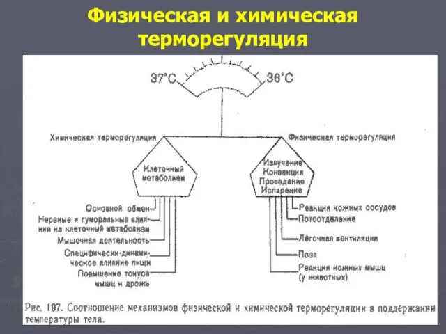 Физическая и химическая терморегуляция