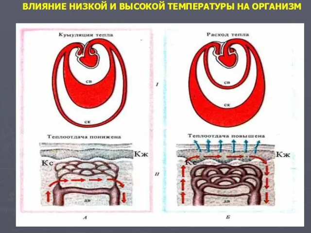 ВЛИЯНИЕ НИЗКОЙ И ВЫСОКОЙ ТЕМПЕРАТУРЫ НА ОРГАНИЗМ