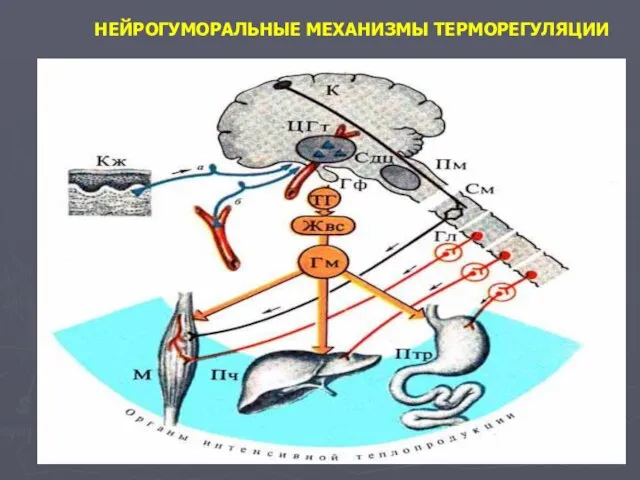 НЕЙРОГУМОРАЛЬНЫЕ МЕХАНИЗМЫ ТЕРМОРЕГУЛЯЦИИ