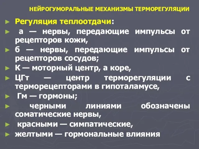 НЕЙРОГУМОРАЛЬНЫЕ МЕХАНИЗМЫ ТЕРМОРЕГУЛЯЦИИ Регуляция теплоотдачи: а — нервы, передающие импульсы от