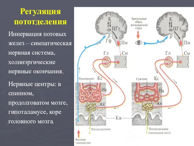 Регуляция пототделения Иннервация потовых желез – симпатическая нервная система, холинэргические нервные