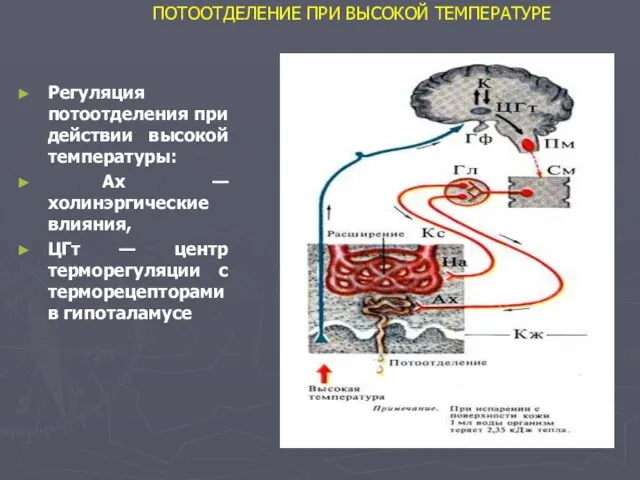 ПОТООТДЕЛЕНИЕ ПРИ ВЫСОКОЙ ТЕМПЕРАТУРЕ Регуляция потоотделения при действии высокой температуры: Ах