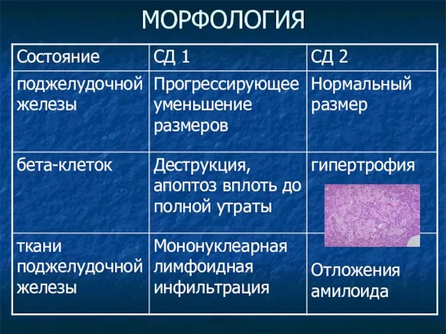 МОРФОЛОГИЯ