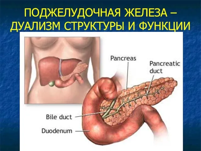 ПОДЖЕЛУДОЧНАЯ ЖЕЛЕЗА – ДУАЛИЗМ СТРУКТУРЫ И ФУНКЦИИ