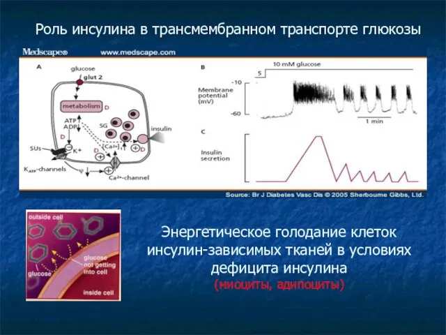 Роль инсулина в трансмембранном транспорте глюкозы Энергетическое голодание клеток инсулин-зависимых тканей