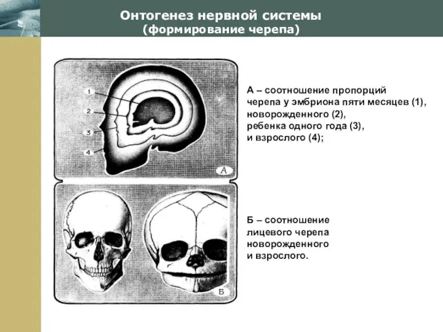 Company Logo Онтогенез нервной системы (формирование черепа) А – соотношение пропорций