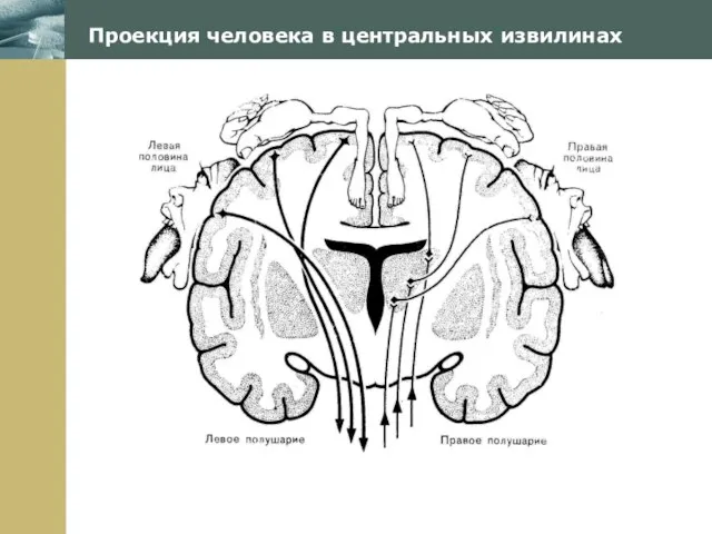 Company Logo Проекция человека в центральных извилинах