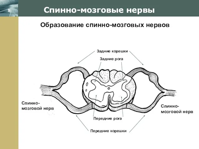 Company Logo Спинно-мозговые нервы Образование спинно-мозговых нервов Спинно- мозговой нерв Спинно-