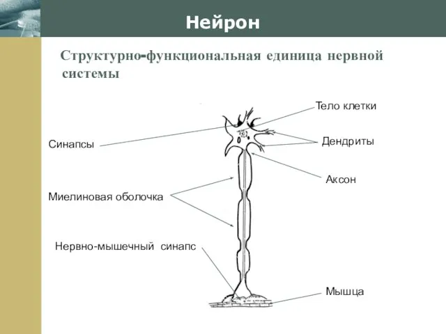 Company Logo Нейрон Структурно-функциональная единица нервной системы Тело клетки Дендриты Аксон