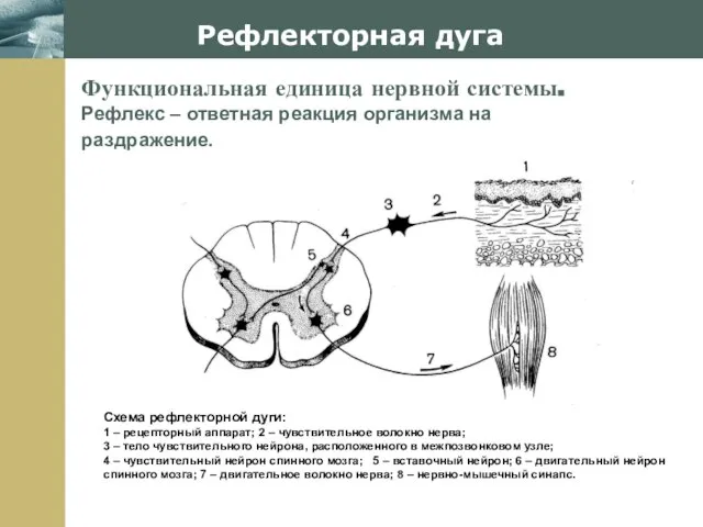 Company Logo Рефлекторная дуга Функциональная единица нервной системы. Рефлекс – ответная