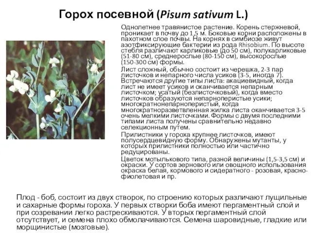 Горох посевной (Pisum sativum L.) Однолетнее травянистое растение. Корень стержневой, проникает