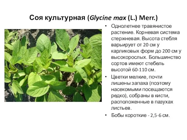 Соя культурная (Glycine max (L.) Merr.) Однолетнее травянистое растение. Корневая система