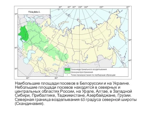 Наибольшие площади посевов в Белоруссии и на Украине. Небольшие площади посевов