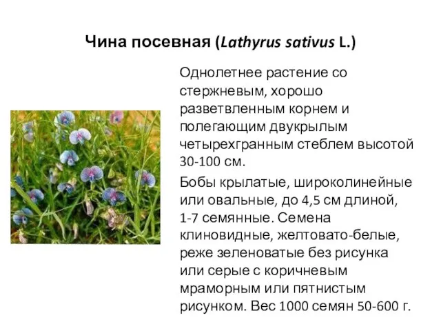 Чина посевная (Lathyrus sativus L.) Однолетнее растение со стержневым, хорошо разветвленным