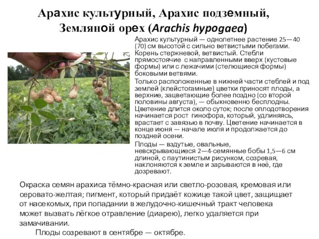 Арахис культурный, Арахис подземный, Земляной орех (Arachis hypogaea) Арахис культурный —