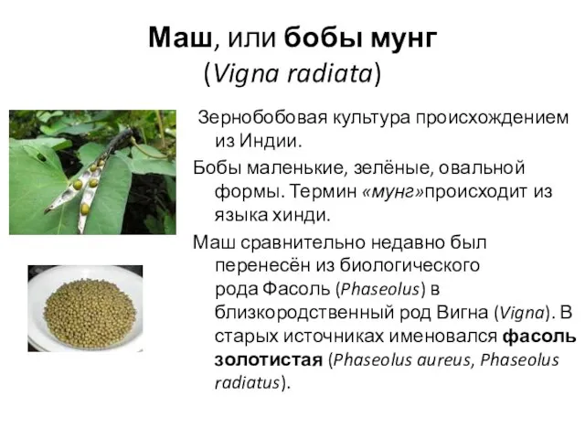 Маш, или бобы мунг (Vigna radiata) Зернобобовая культура происхождением из Индии.