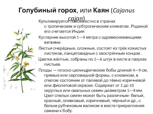 Голубиный горох, или Каян (Cajanus cajan) Культивируется повсеместно в странах с