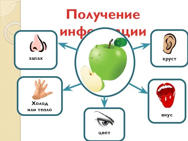 Получение информации запах Холод или тепло цвет вкус хруст