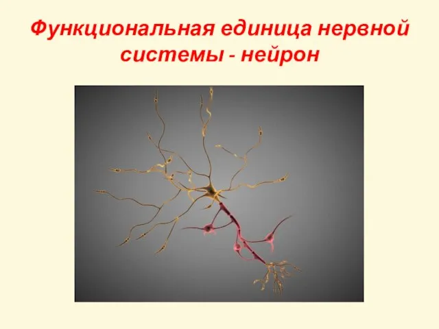 Функциональная единица нервной системы - нейрон