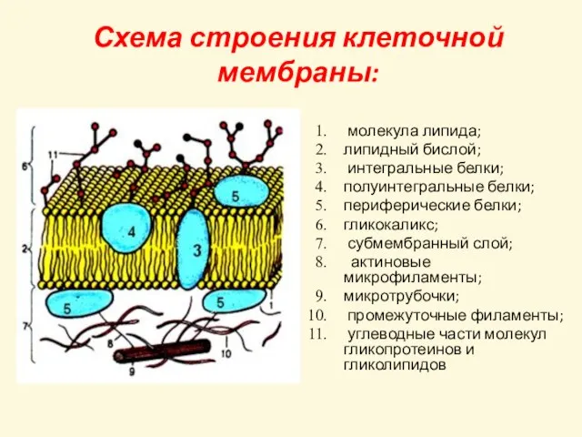 Схема строения клеточной мембраны: молекула липида; липидный бислой; интегральные белки; полуинтегральные