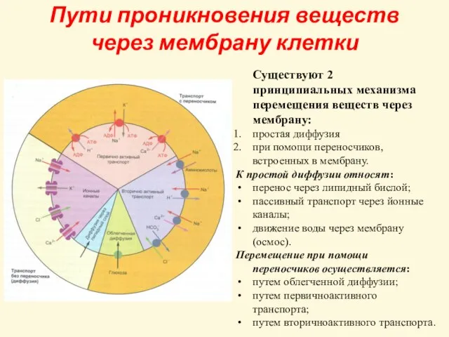 Пути проникновения веществ через мембрану клетки Существуют 2 принципиальных механизма перемещения