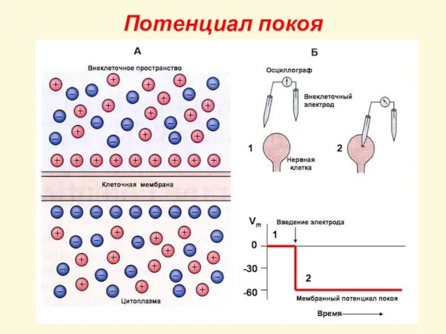 Потенциал покоя