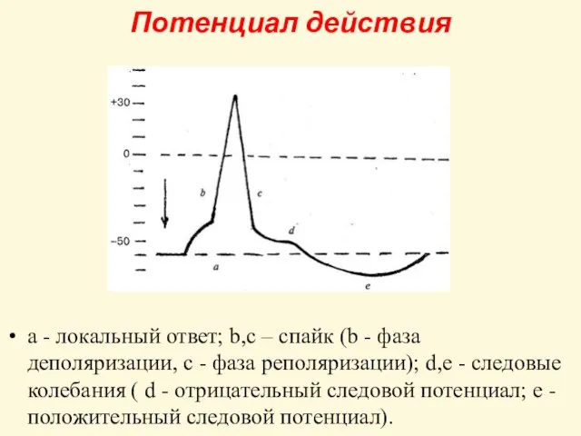 Потенциал действия a - локальный ответ; b,c – спайк (b -