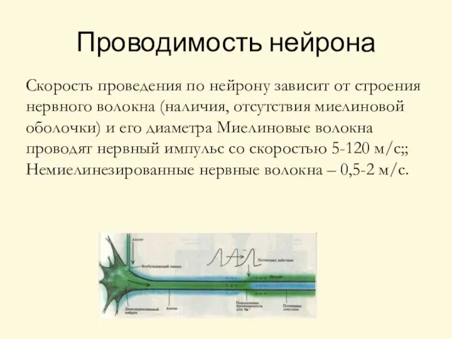 Проводимость нейрона Скорость проведения по нейрону зависит от строения нервного волокна