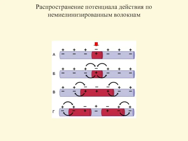 Распространение потенциала действия по немиелинизированным волокнам