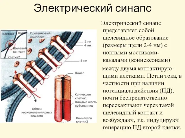 Электрический синапс Электрический синапс представляет собой щелевидное образование (размеры щели 2-4