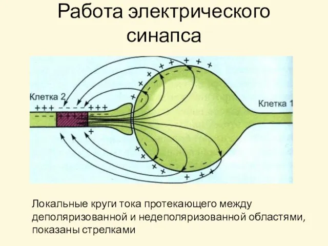 Работа электрического синапса Локальные круги тока протекающего между деполяризованной и недеполяризованной областями, показаны стрелками