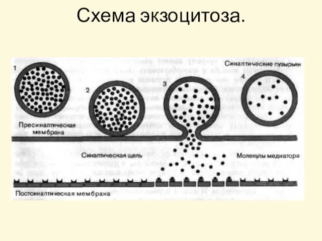 Схема экзоцитоза.
