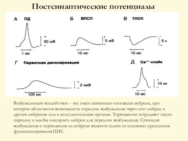 Постсинаптические потенциалы Возбуждающее воздействие – это такое изменение состояния нейрона, при