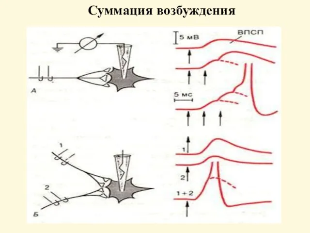 Суммация возбуждения