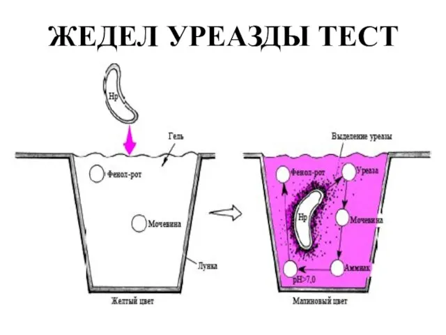 ЖЕДЕЛ УРЕАЗДЫ ТЕСТ