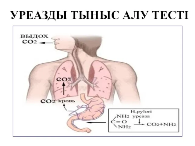 УРЕАЗДЫ ТЫНЫС АЛУ ТЕСТІ