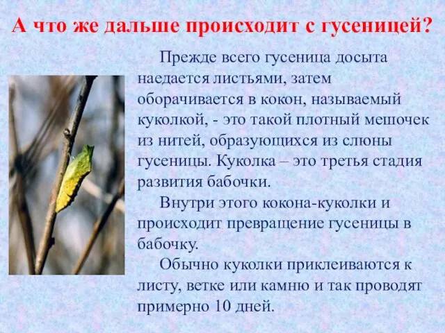 А что же дальше происходит с гусеницей? Прежде всего гусеница досыта