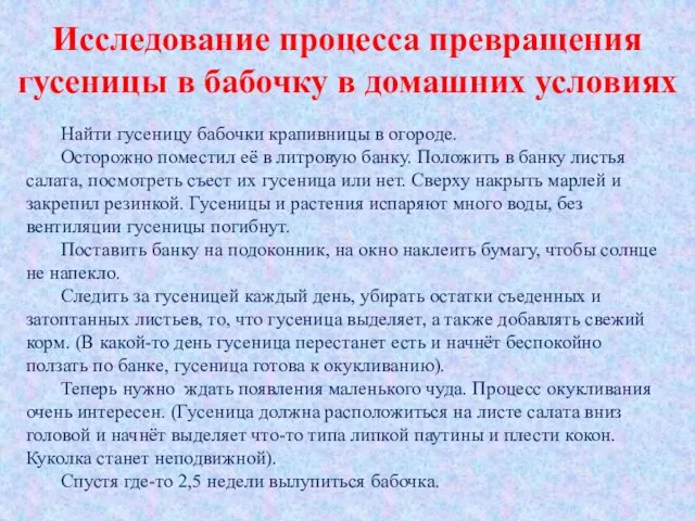 Исследование процесса превращения гусеницы в бабочку в домашних условиях Найти гусеницу