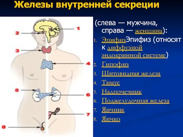 Железы внутренней секреции (слева — мужчина, справа — женщина): ЭпифизЭпифиз (относят