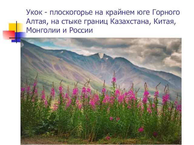 Укок - плоскогорье на крайнем юге Горного Алтая, на стыке границ Казахстана, Китая, Монголии и России