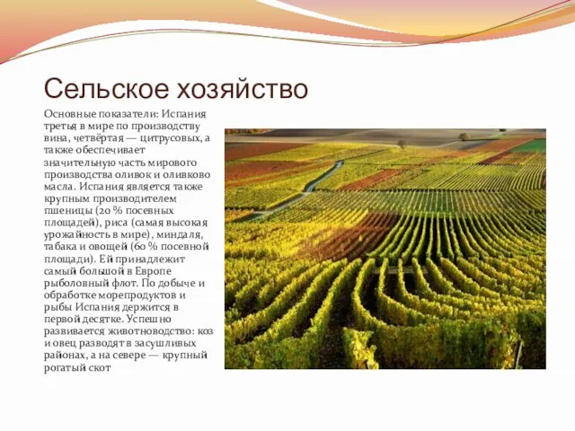 Сельское хозяйство Основные показатели: Испания третья в мире по производству вина,