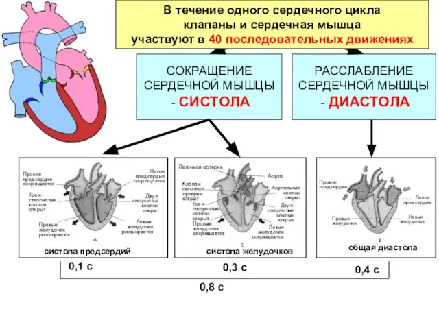 систола предсердий В течение одного сердечного цикла клапаны и сердечная мышца участвуют в 40 последовательных движениях