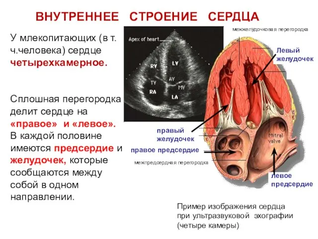 Пример изображения сердца при ультразвуковой эхографии (четыре камеры) Сплошная перегородка делит