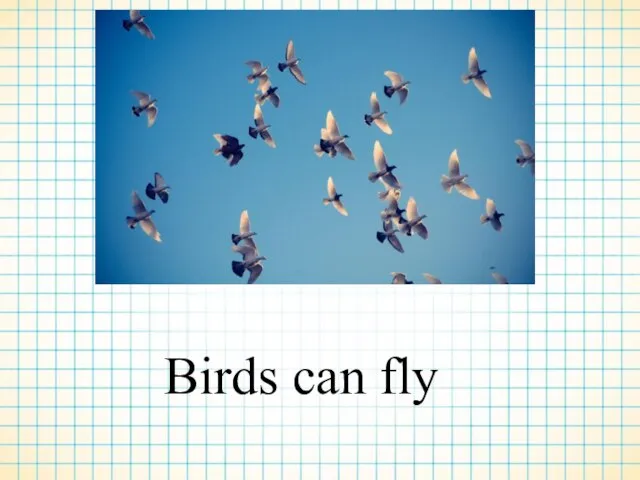 Birds can fly