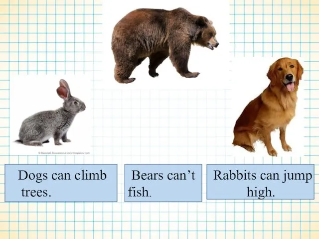 Dogs can climb trees. Bears can’t fish. Rabbits can jump high.