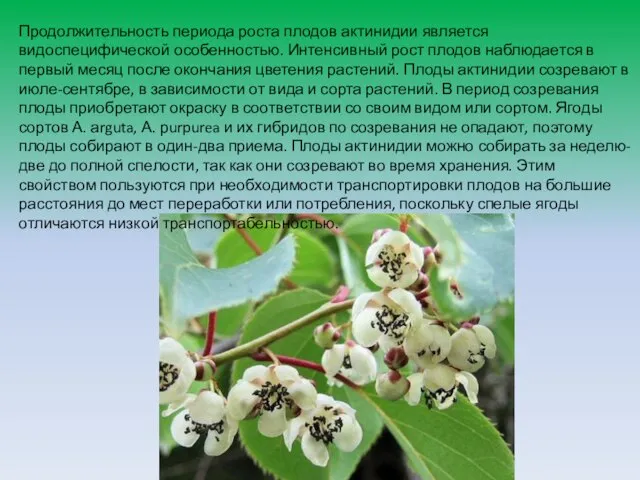 Продолжительность периода роста плодов актинидии является видоспецифической особенностью. Интенсивный рост плодов