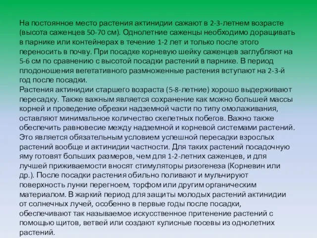 На постоянное место растения актинидии сажают в 2-3-летнем возрасте (высота саженцев