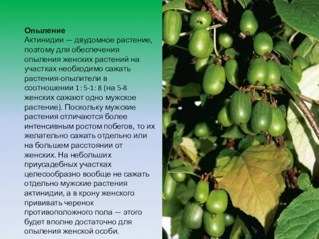 Опыление Актинидии — двудомное растение, поэтому для обеспечения опыления женских растений