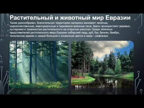Растительный и животный мир Евразии Также разнообразен. Значительную территорию материка занимают