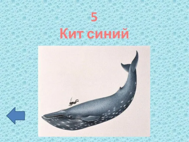 5 Кит синий полосатик